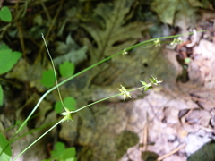 Carex rosea