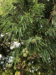 Taxodium distichum