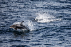 Lagenorhynchus albirostris