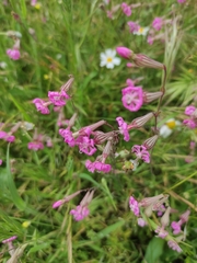 Silene colorata