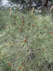 Pinus halepensis
