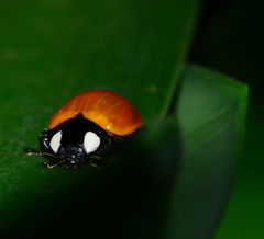 Coccinellini