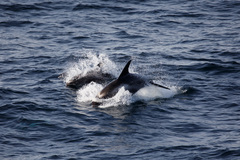 Lagenorhynchus albirostris