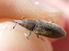 Lixus cardui