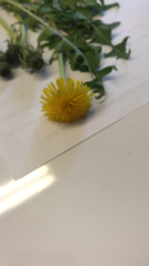 Taraxacum officinale