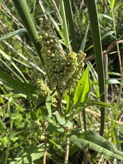 Rumex verticillatus