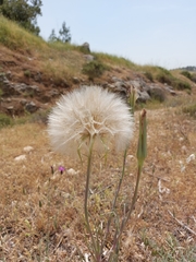 Tragopogon coelesyriacus