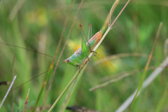 Conocephalus doryphorus