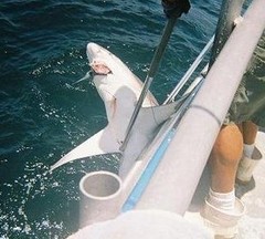 Carcharhinus plumbeus