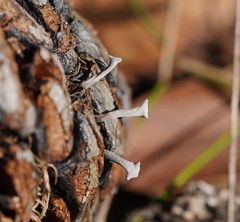 Banksiamyces macrocarpus