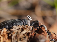 Banksiamyces macrocarpus
