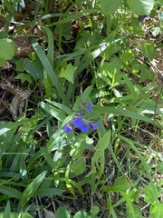Aegonychon purpurocaeruleum