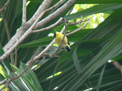 Todirostrum cinereum