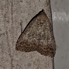 Tolpiodes oligolasia