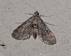 Parapoynx crisonalis