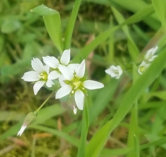 Holosteum umbellatum