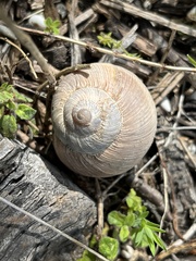 Helix melanostoma