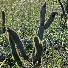 Cereus insularis