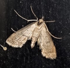 Parapoynx crisonalis