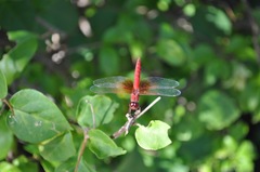 Brachythemis lacustris