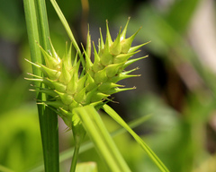 Carex lupuliformis
