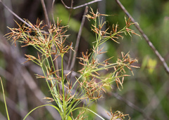 Rhynchospora inundata