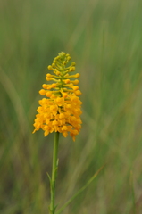 Platanthera integra