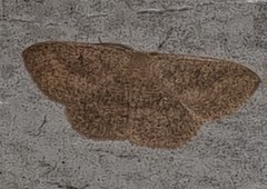 Cyclophora obstataria