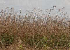 Phragmites australis berlandieri