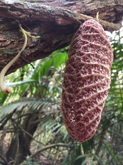 Aristolochia cordiflora
