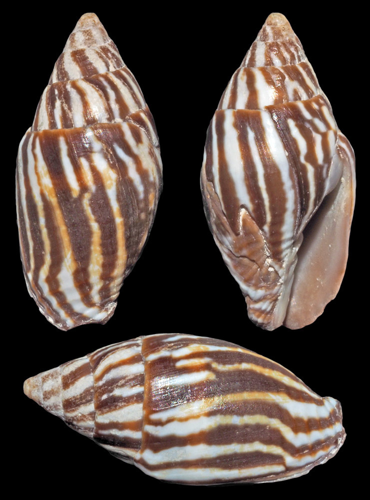 Strigatella paupercula