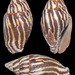 Strigatella paupercula - Photo (c) uwkwaj, μερικά δικαιώματα διατηρούνται (CC BY-NC), uploaded by uwkwaj