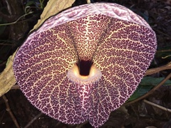 Aristolochia cordiflora