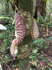 Aristolochia cordiflora