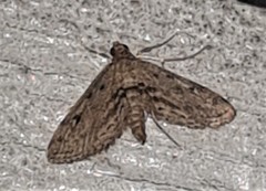 Parapoynx crisonalis