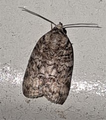 Garella
