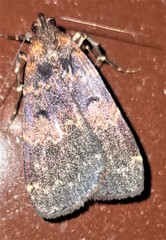 Hydrillodes funestalis