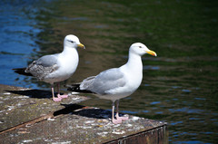 Larus argentatus