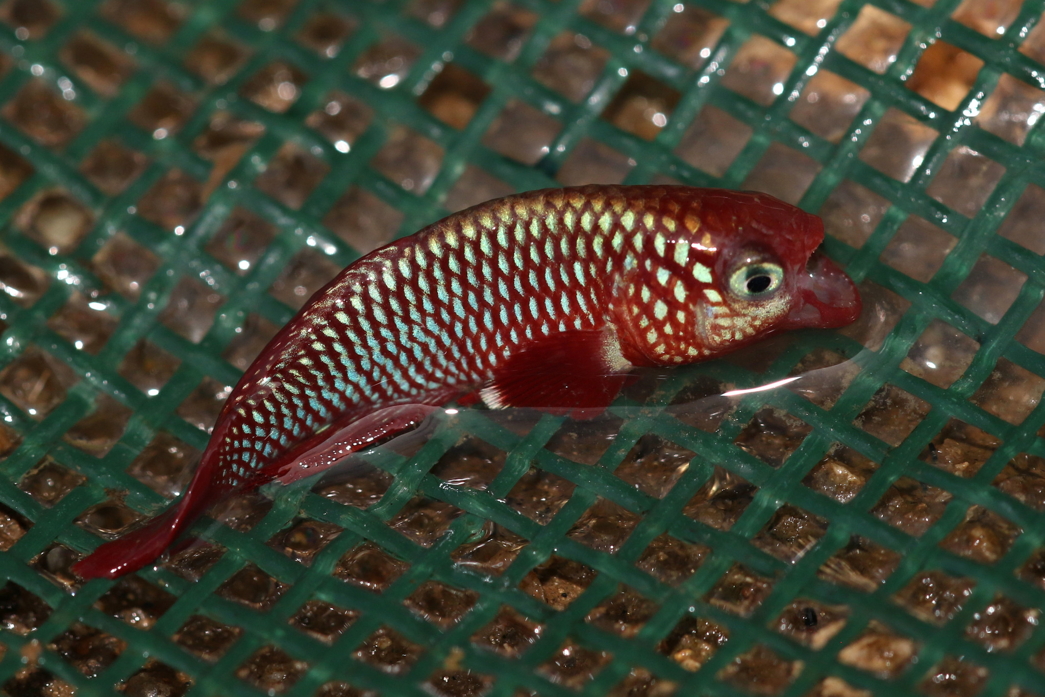 Nothobranchius eggersi