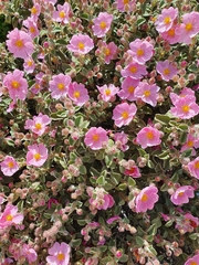Cistus parviflorus