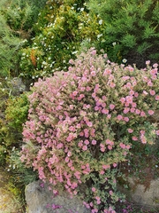 Cistus parviflorus