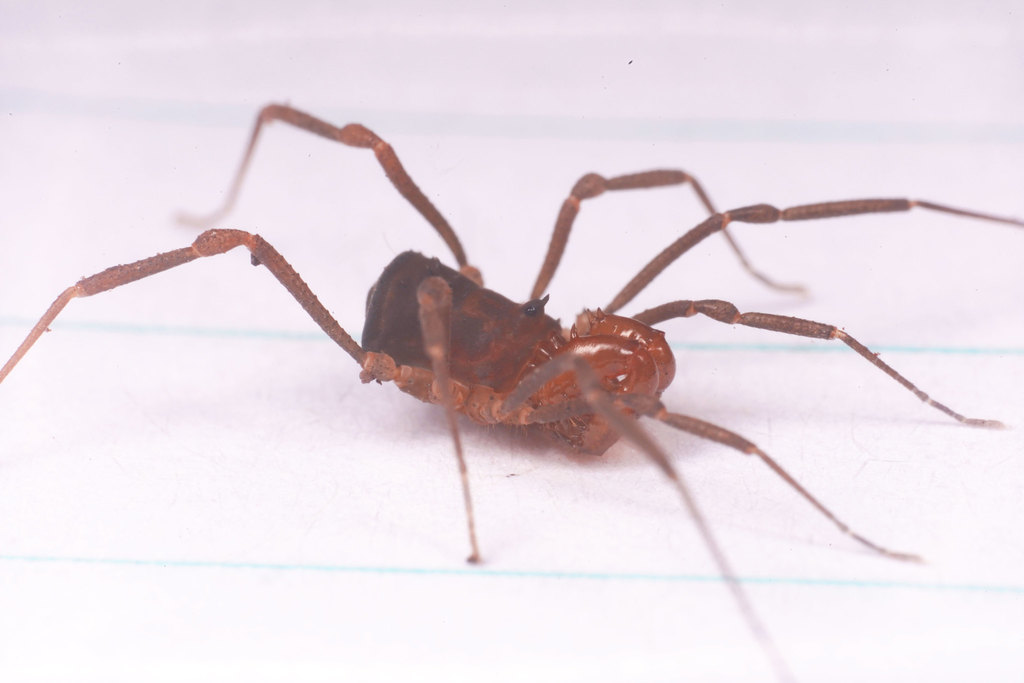 Hickmanoxyomma tasmanicum