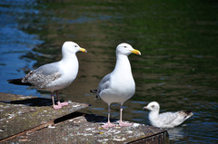Larus argentatus