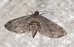 Parapoynx crisonalis