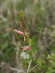 Oenothera triangulata
