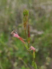 Oenothera triangulata