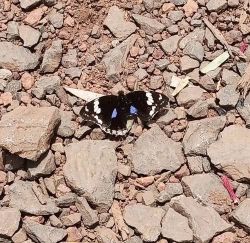 Blue-spot Pansy