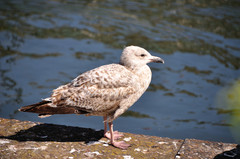 Larus argentatus