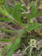 Oenothera triangulata