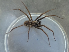 Tegenaria ferruginea